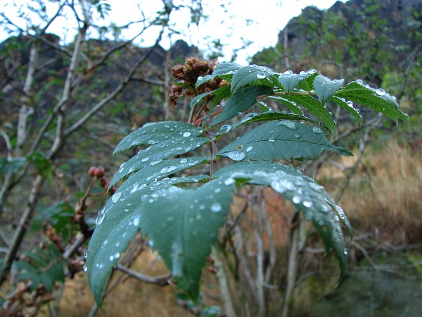 ESK STEDOHO - BOE 539 M